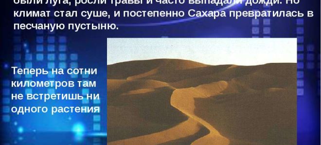 Пустыня сахара – животные, растения, факты, климат и карта пустыни сахара