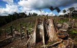 Вырубка тропических лесов. проблема вырубки тропических лесов