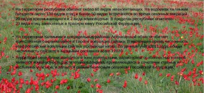 Природа калмыкии – описание и особенности растений и животных республики