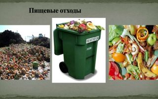 Что такое пищевые отходы, их переработка и утилизация