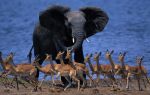 Животные в африке – интересные виды животных африки