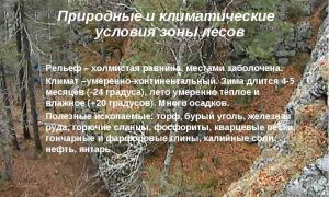 Природная зона лесов россии | климатические зоны лесов