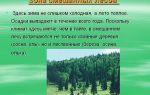 Смешанные леса россии и мира – климат, зона тайги, природная зона, виды