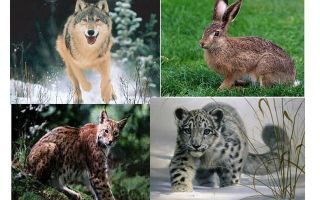 Природа, животные и растения татарстана | фото с названиями и описанием